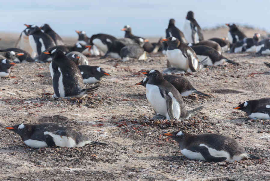 Pingüino Gentoo - islas Falkland o Malvinas 37.jpg